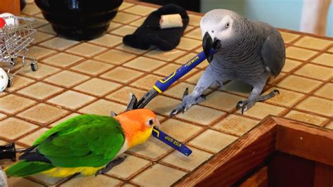 apollo talking parrot